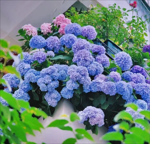 🔥Hot sale🔥  Hydrangea Seed Bonsai Flower Seeds 20/50/100 Pcs 💐