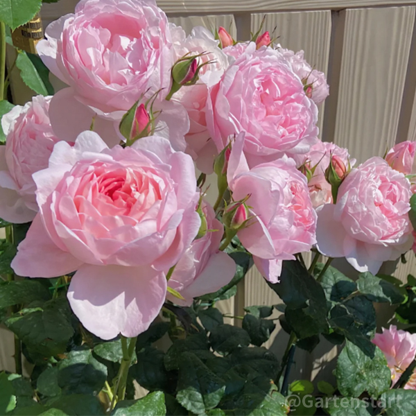 🌹CLIMBING ROSE - LUCK RISING