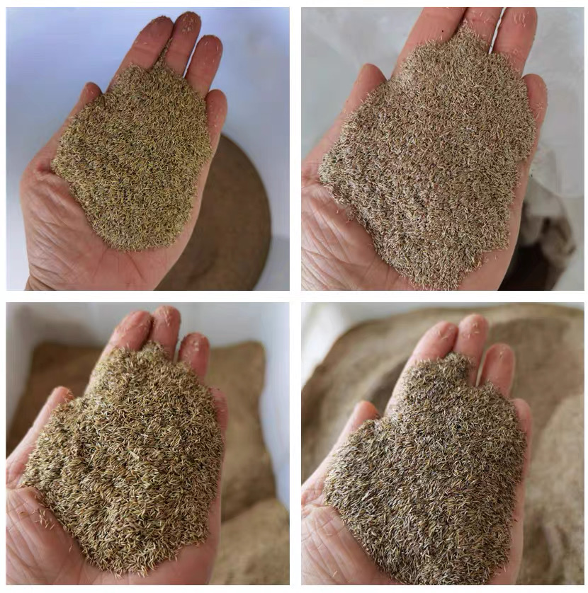 🌱 Four Seasons Evergreen Dwarf Grass Seed | Create Your Perfect Lawn, Starting Here!