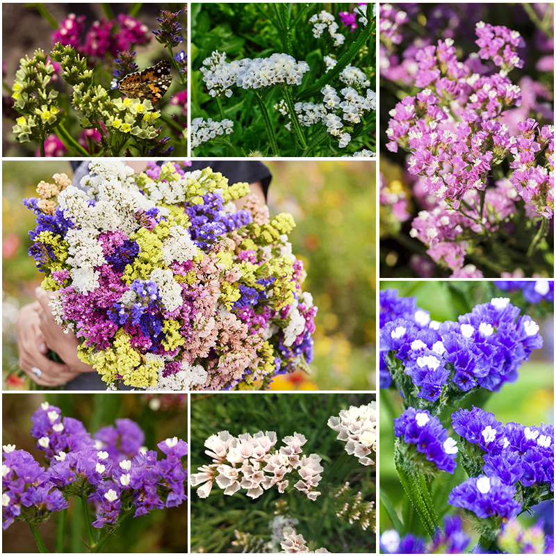 Pacific Mix Wayleaf Sea Lavender