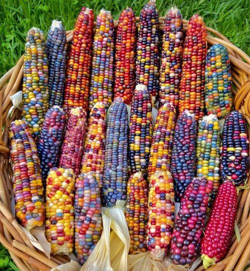 Rainbow Glass Gem Corn Seeds