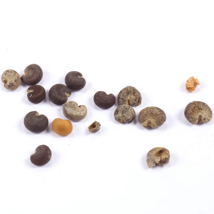 Apple Blossom Geranium Seeds