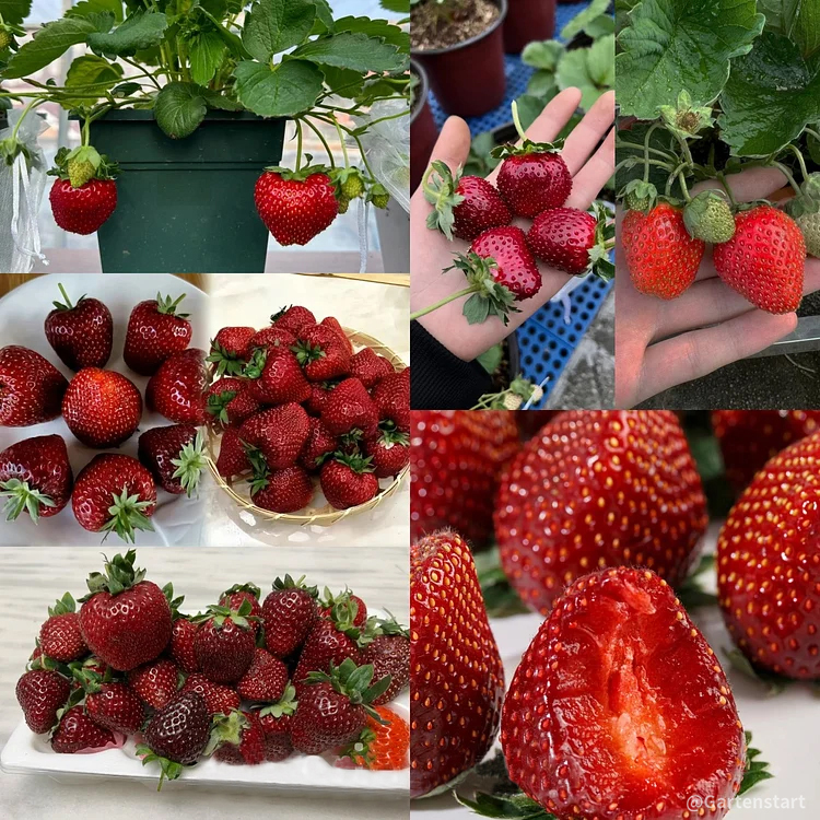 Black Pearl Strawberry Seeds