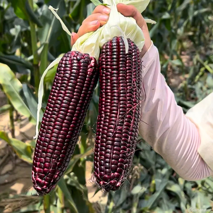 Gem Corn Seeds for Home Vegetable Gardens