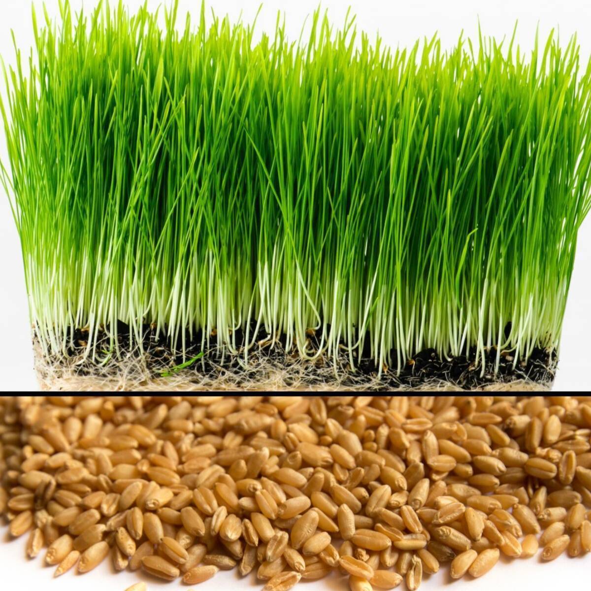 Wheatgrass Cat Grass Seeds Non-Gmo Heirloom Seeds Wheatgrass Seeds