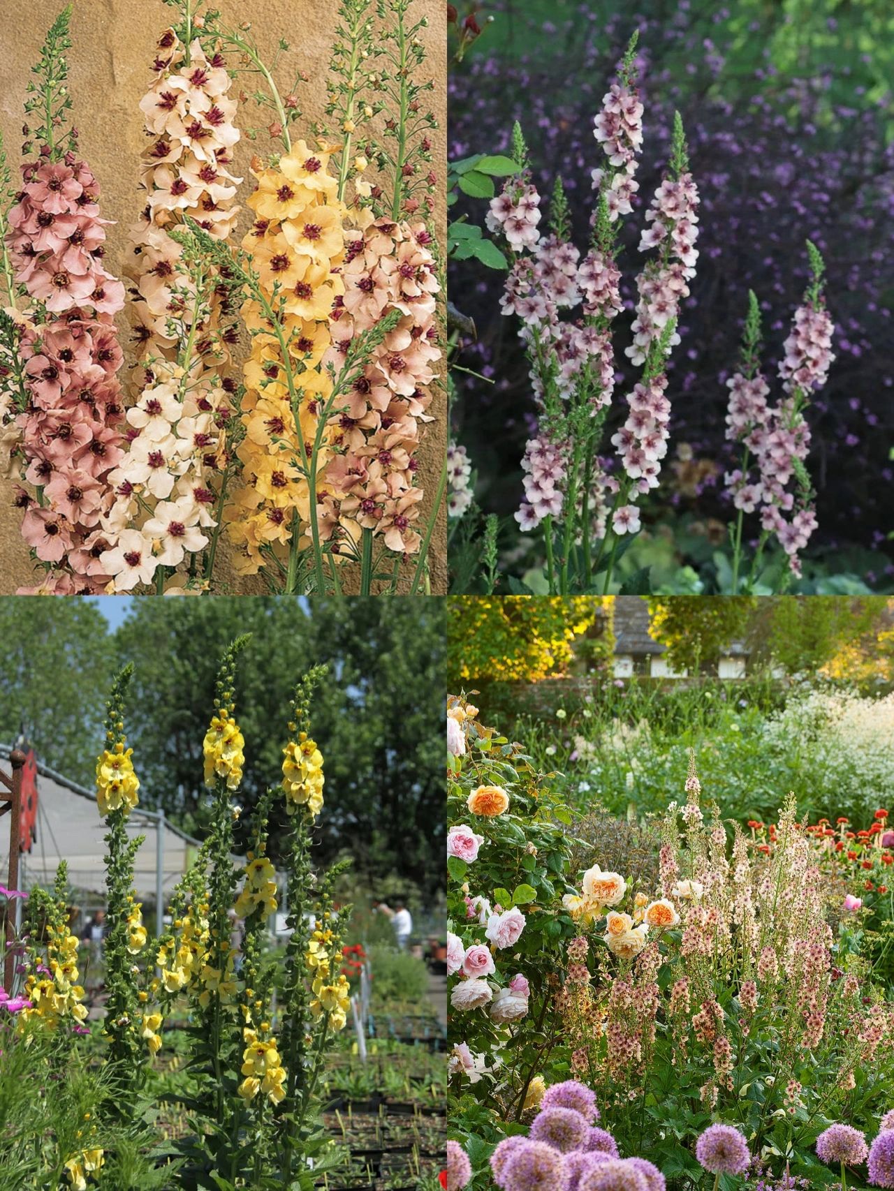 Delphinium Seeds🌸Suitable for autumn & winter