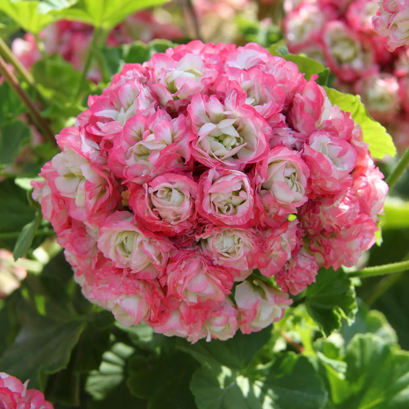 Apple Blossom Geranium Seeds