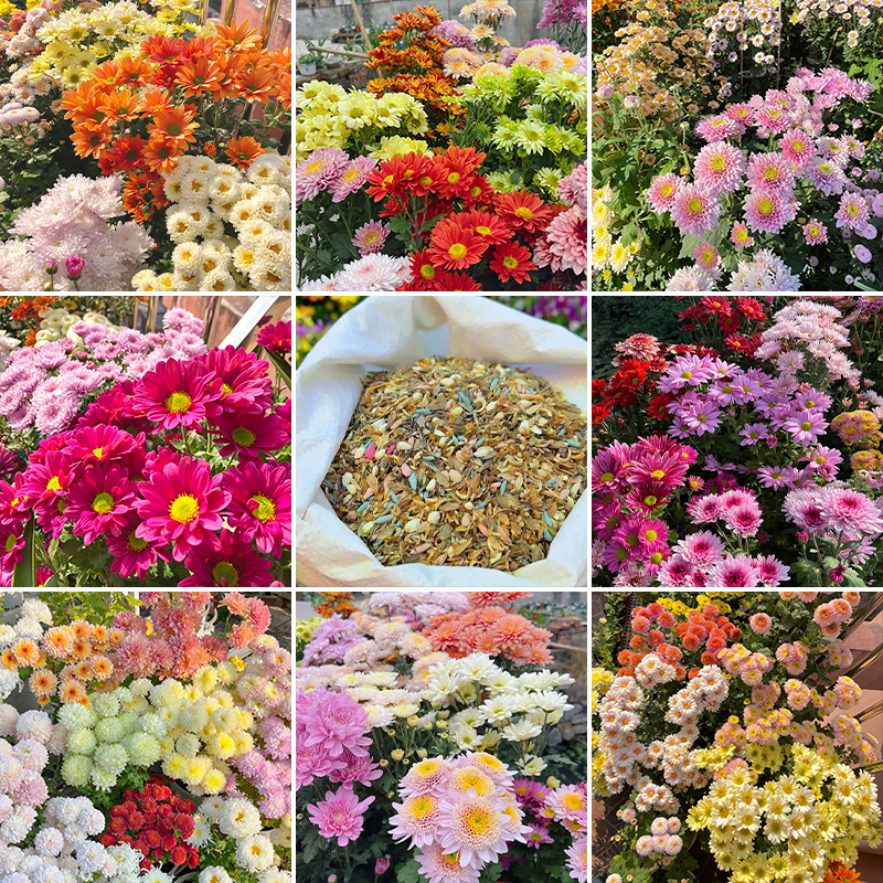 Mixed Perennial Chrysanthemum Seeds - Over 60 Kinds Mixed💐