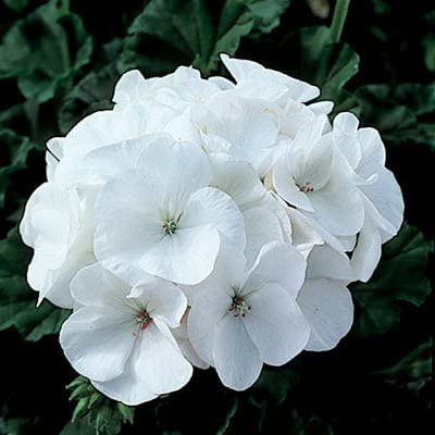 Geranium Pinto Premium White F1 Seed