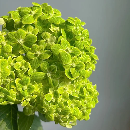 🔥Hot sale🔥  Hydrangea Seed Bonsai Flower Seeds 20/50/100 Pcs 💐