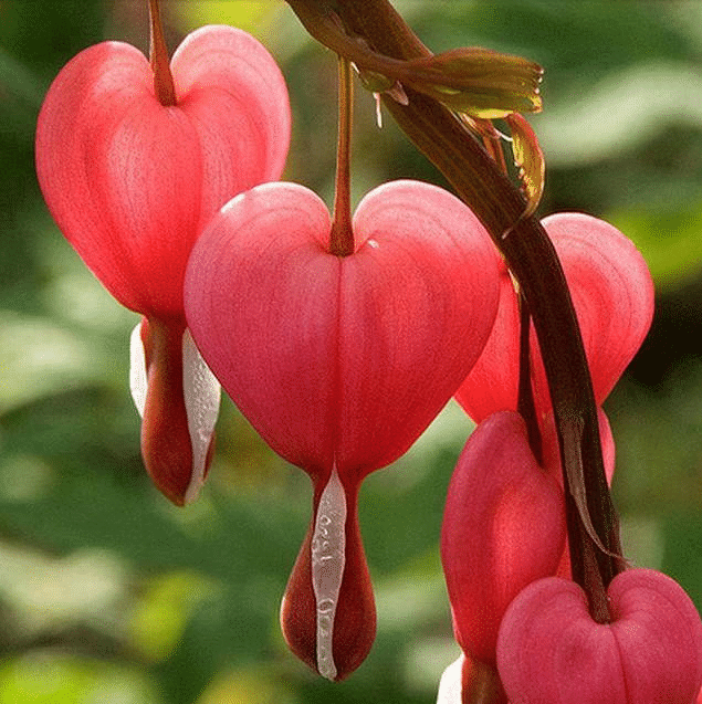 Lamprocapnos Spectabilis Flower Seeds