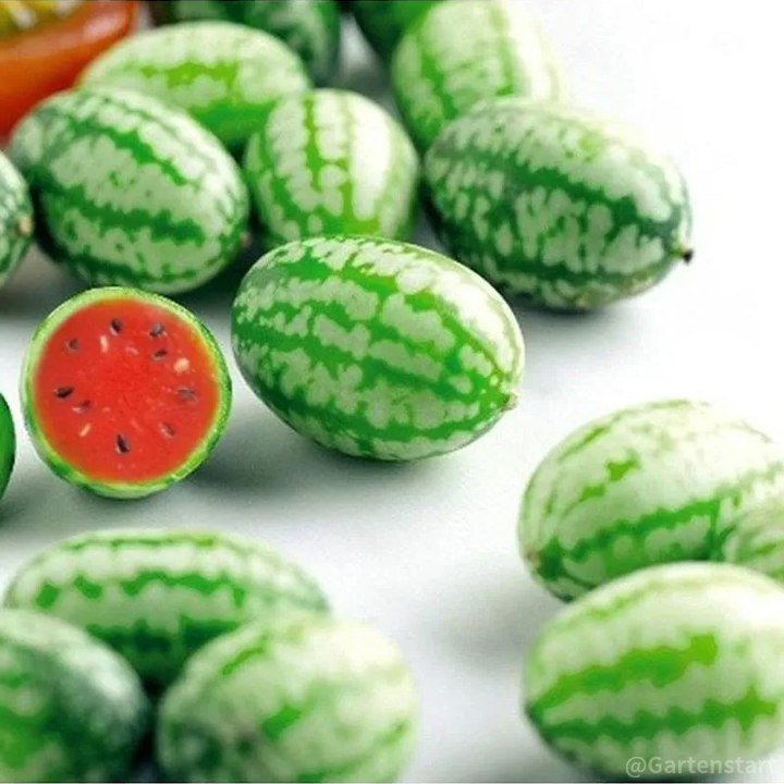 Rare Thumb Watermelon Seed