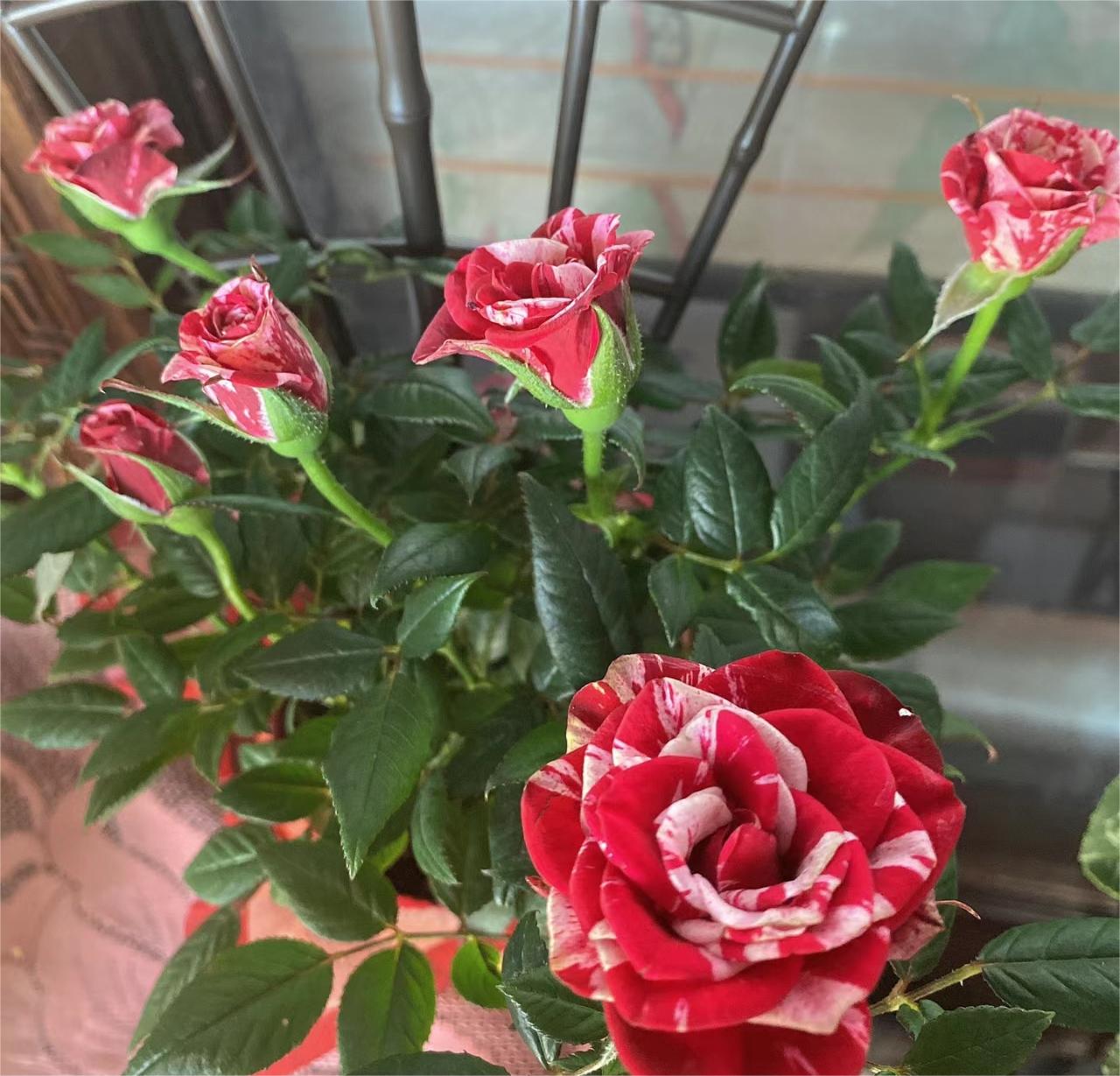 Rare Twin Rose - Love Bubble Rose