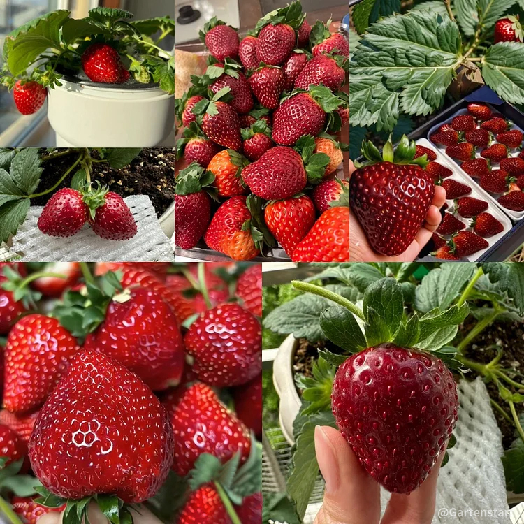 Black Pearl Strawberry Seeds