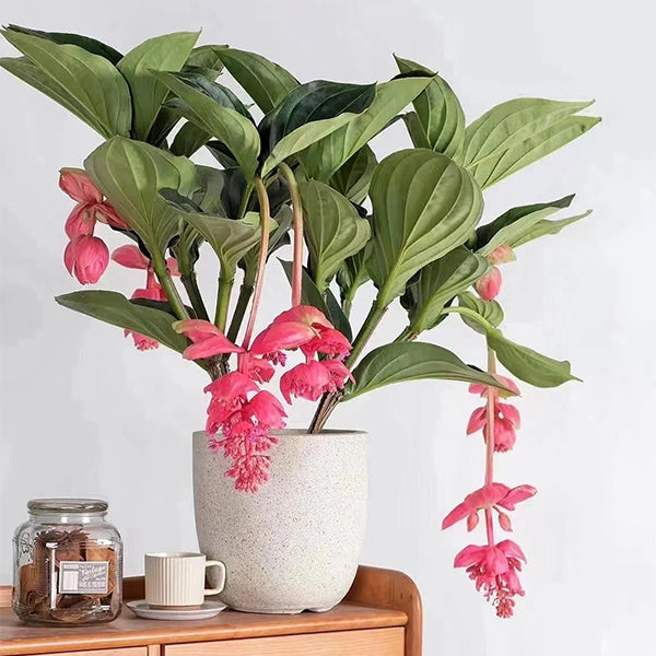 🌺Medinilla Magnifica Flower Seeds
