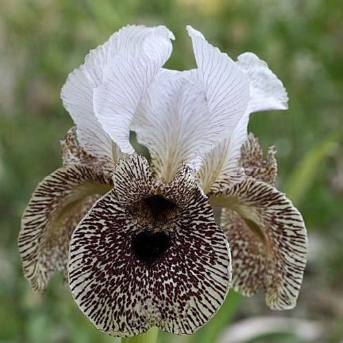 Multi-Varieties Iris Seeds, Heirloom Iris, 50pcs/pack