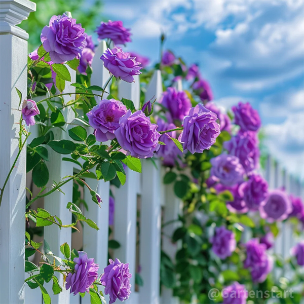 🌹CLIMBING ROSE - LUCK RISING