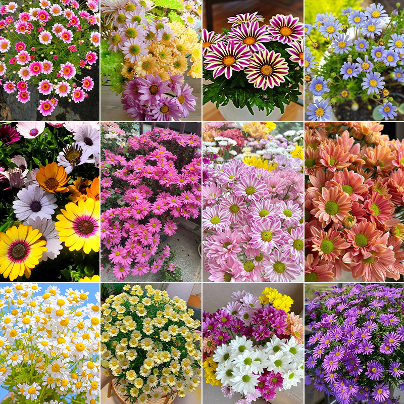 Mixed Perennial Pyrethrum Seeds