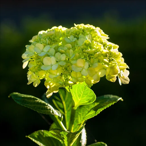 🔥Hot sale🔥  Hydrangea Seed Bonsai Flower Seeds 20/50/100 Pcs 💐