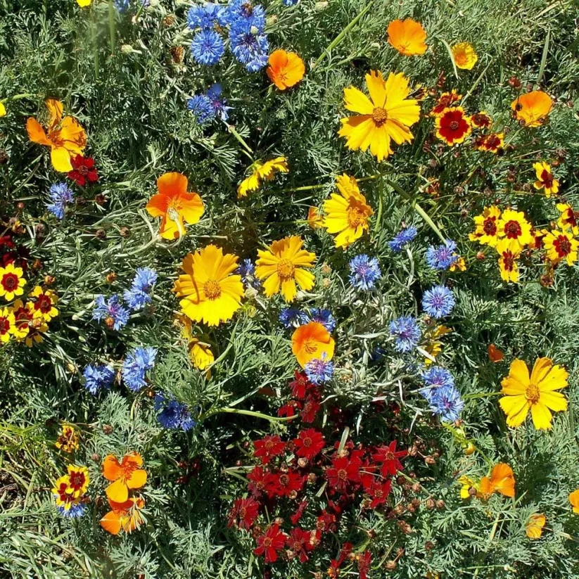 ✨MIDWEST WILDFLOWER SEED MIX —— LOW MAINTENANCE👨‍🌾
