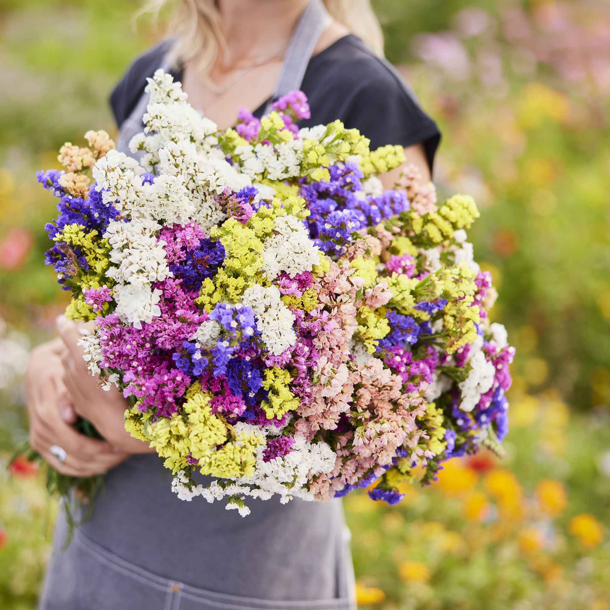 Pacific Mix Wayleaf Sea Lavender