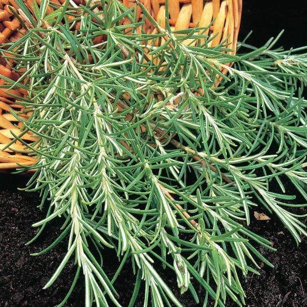 ROSEMARY HERB SEEDS: (Rosemarinus Officinalis) Perennial