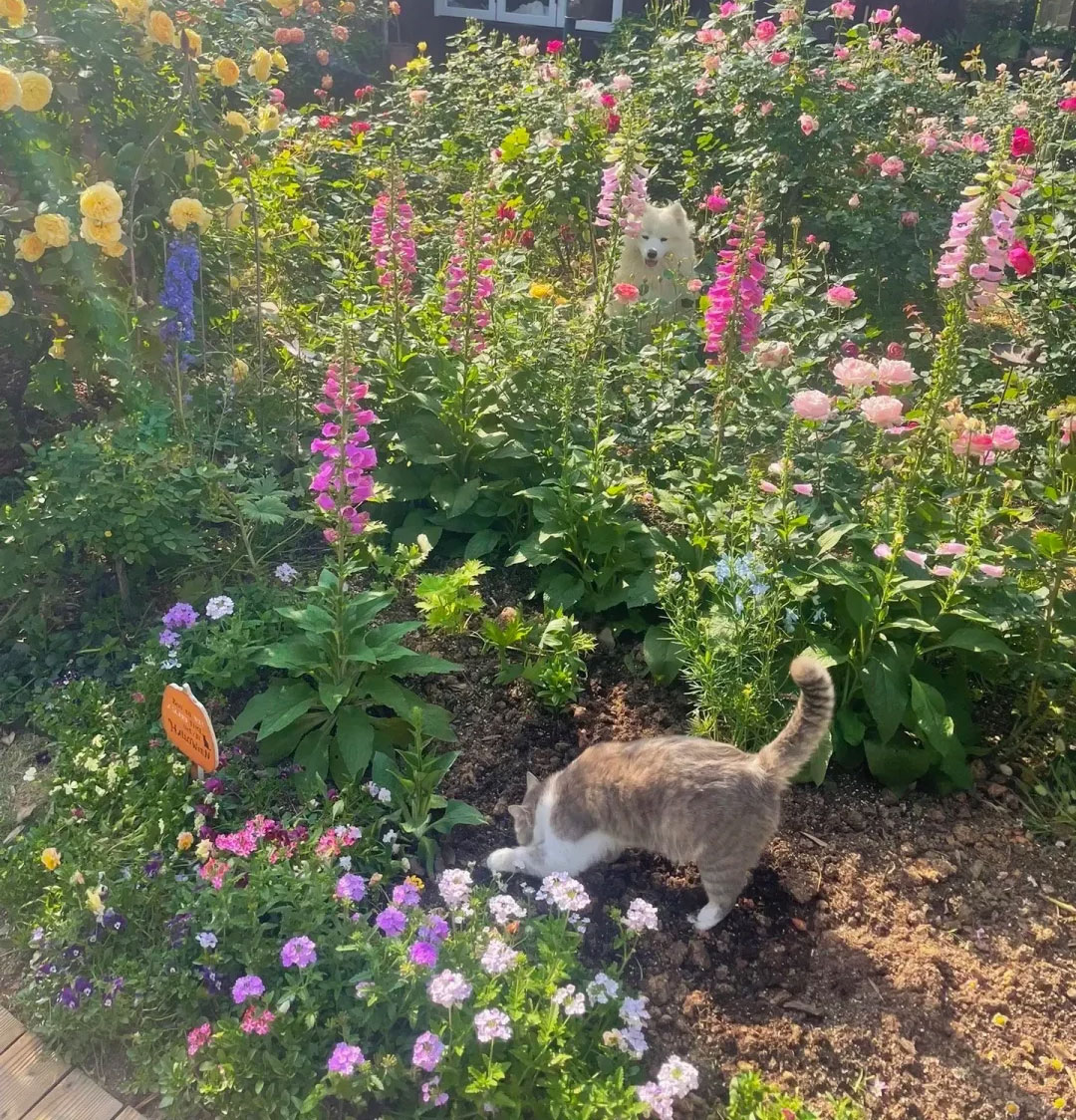 💐Mixed Perennial Flowers Seeds-Over 57 kinds mixed💐