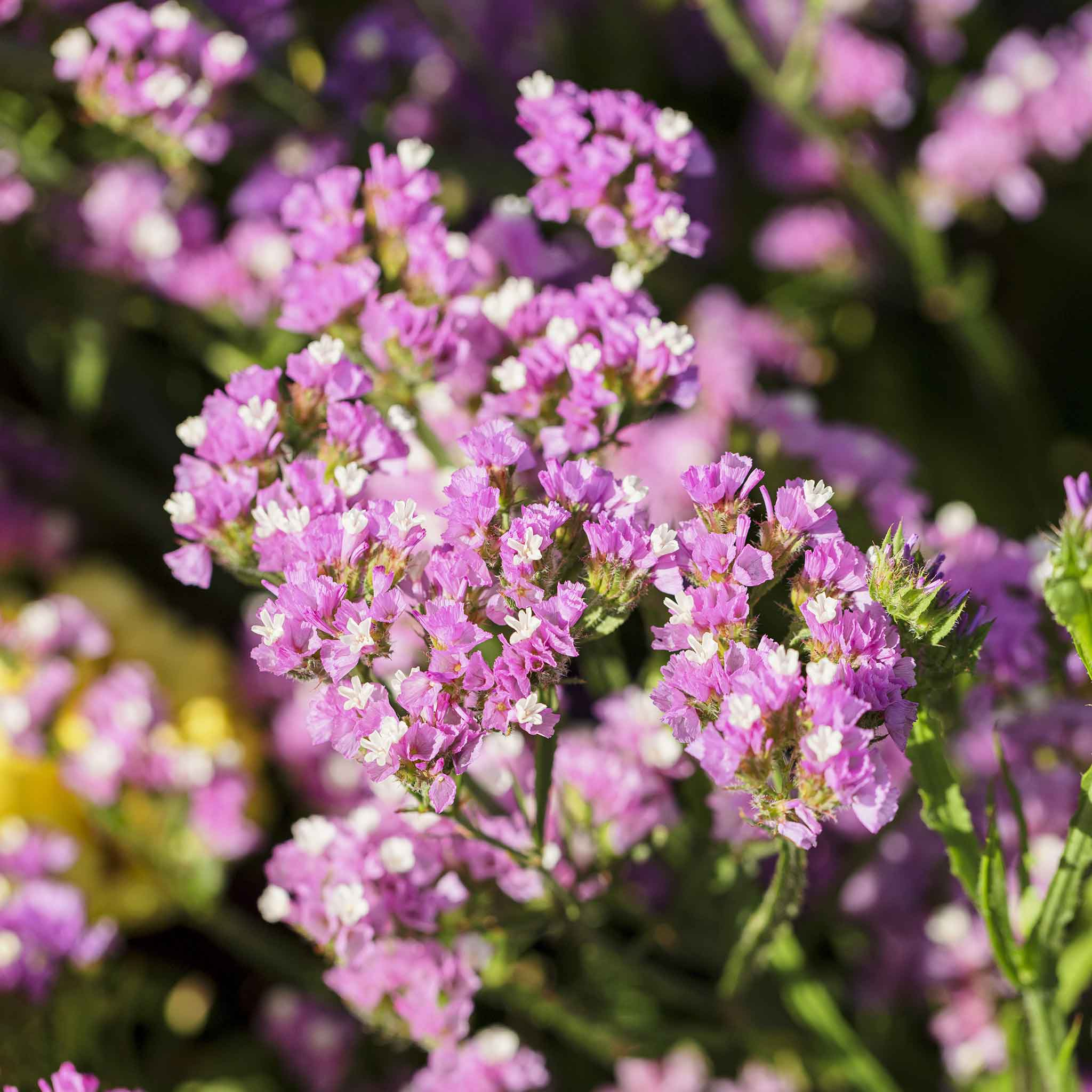 Pacific Mix Wayleaf Sea Lavender