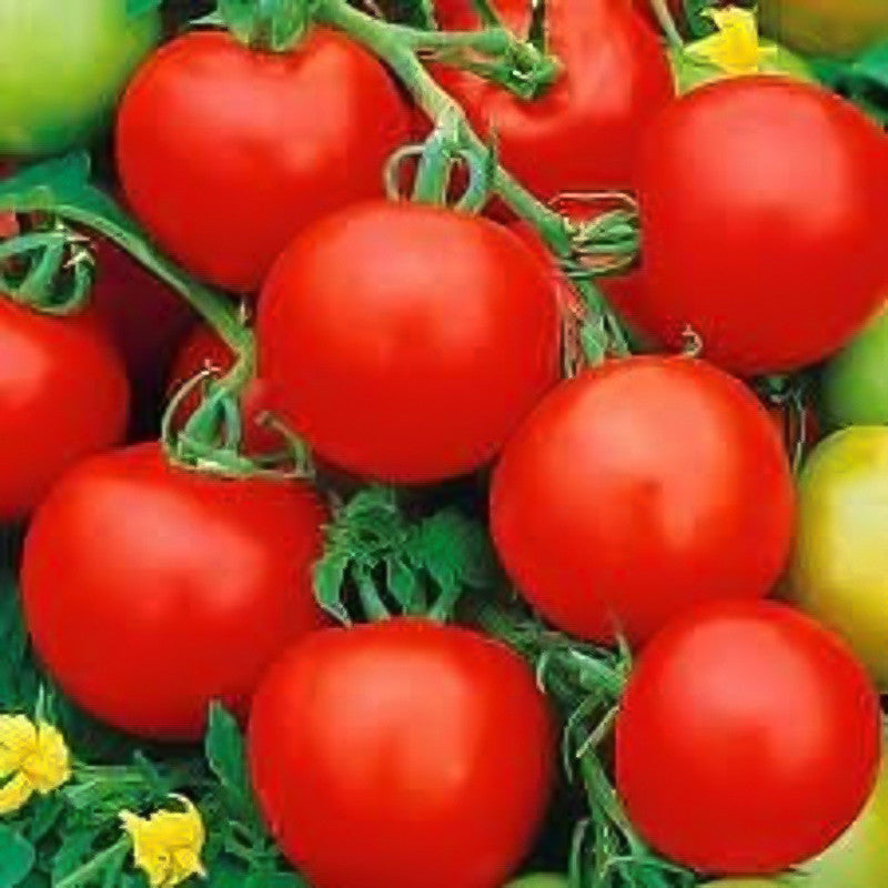 Rare Organic Sweet Million Tomato Tree Seeds