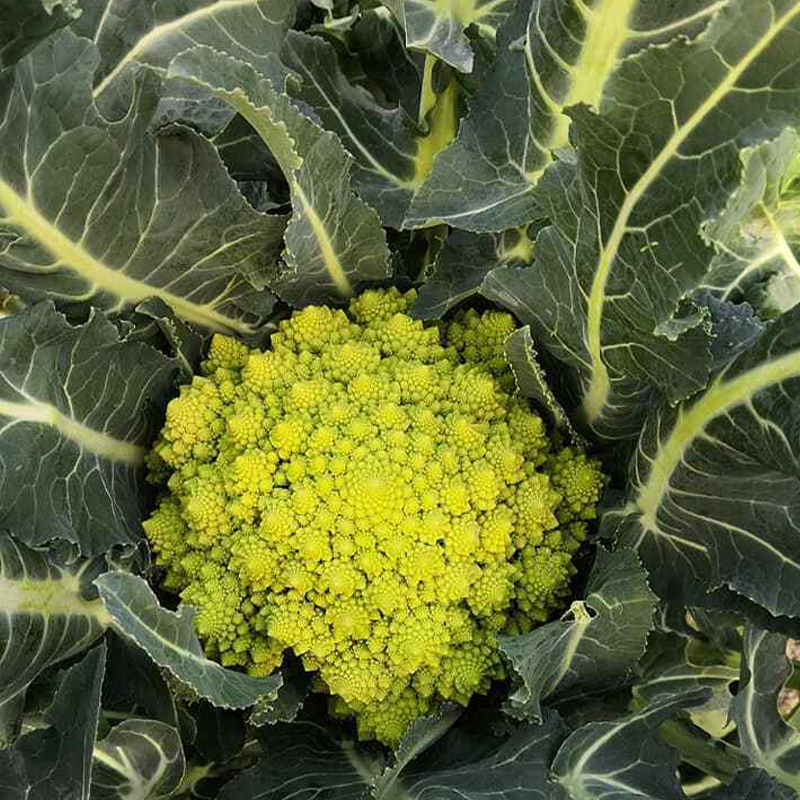 Heirloom Cauliflower - Broccoli ''Romanesco Precoce'' ~50/100 Seeds