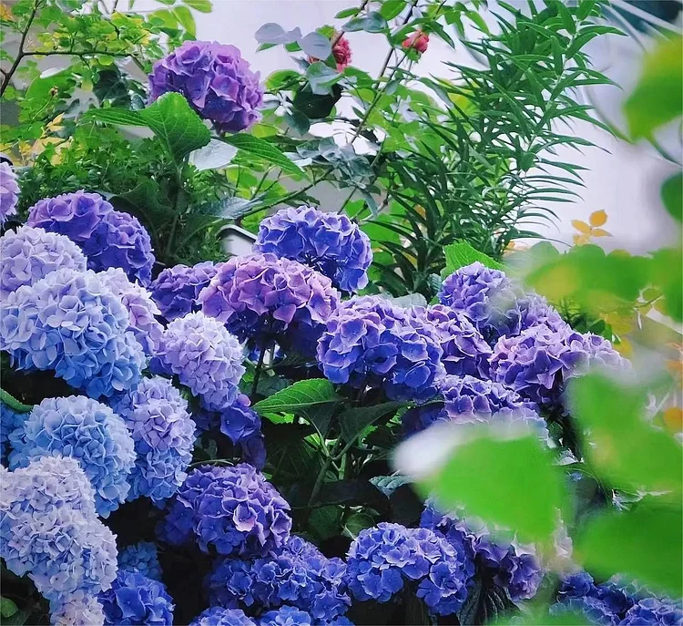🔥Hot sale🔥  Hydrangea Seed Bonsai Flower Seeds 20/50/100 Pcs 💐