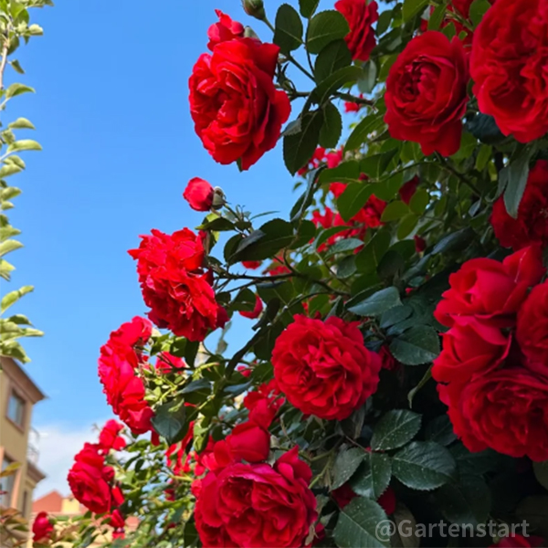 🌹CLIMBING ROSE - LUCK RISING