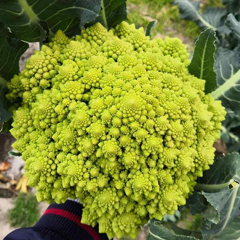 Heirloom Cauliflower - Broccoli ''Romanesco Precoce'' ~50/100 Seeds