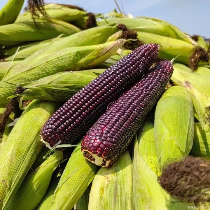 Gem Corn Seeds for Home Vegetable Gardens