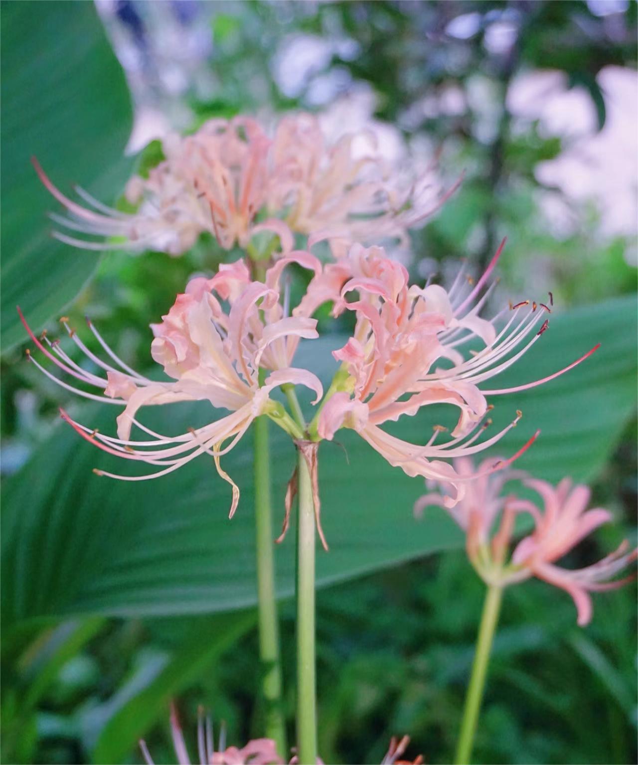 🌸Pink Spider Lily: Where Mystery Meets Beauty