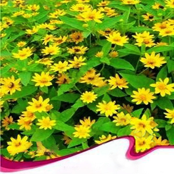 Melampodium paludosum Seeds, Original Package 20pcs Garden bonsai Flower seeds, high temperature resistance
