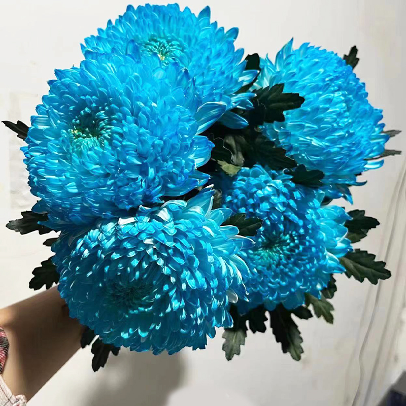 Rare blue Peony Chrysanthemum