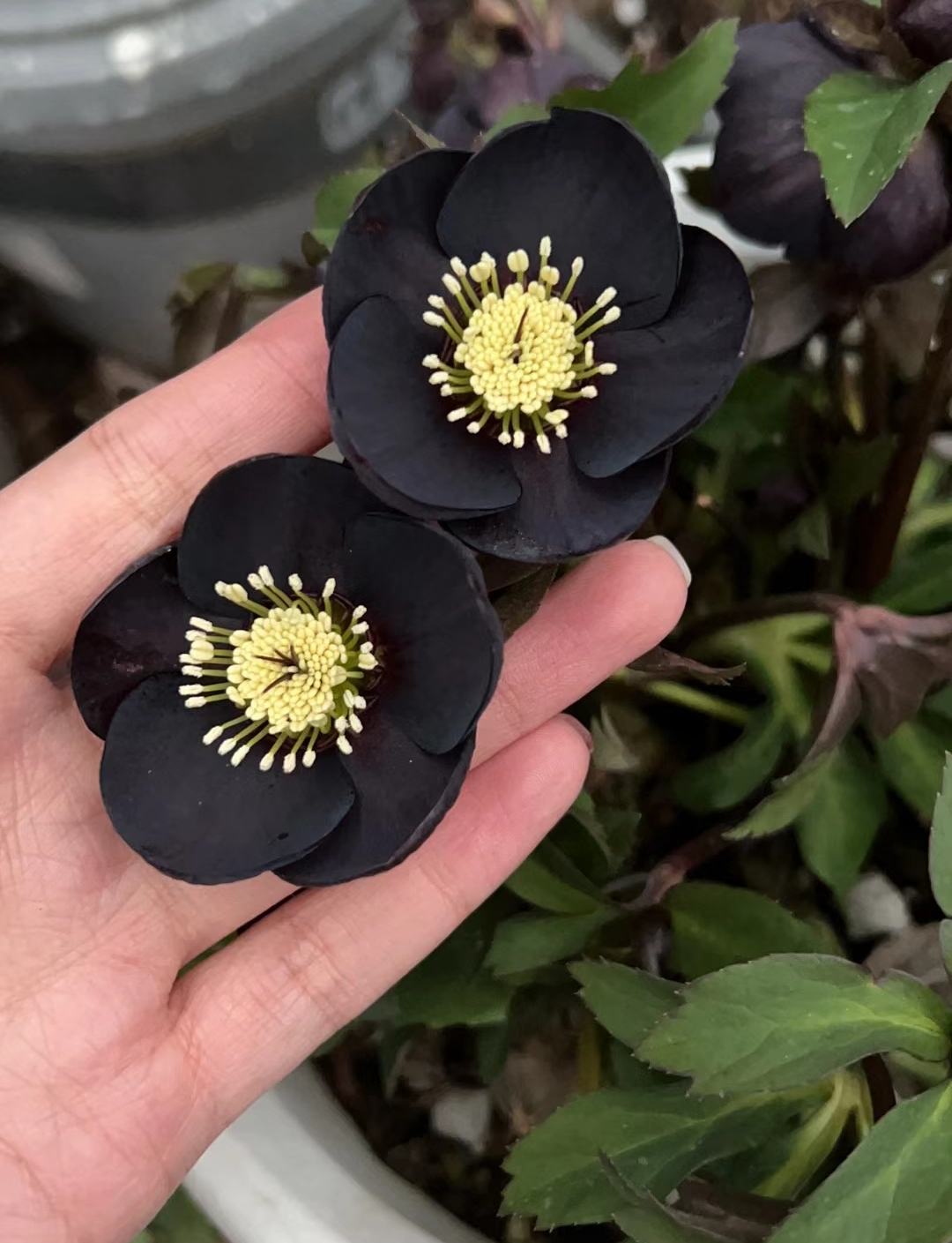 Christmas Rose-Black Hellebore