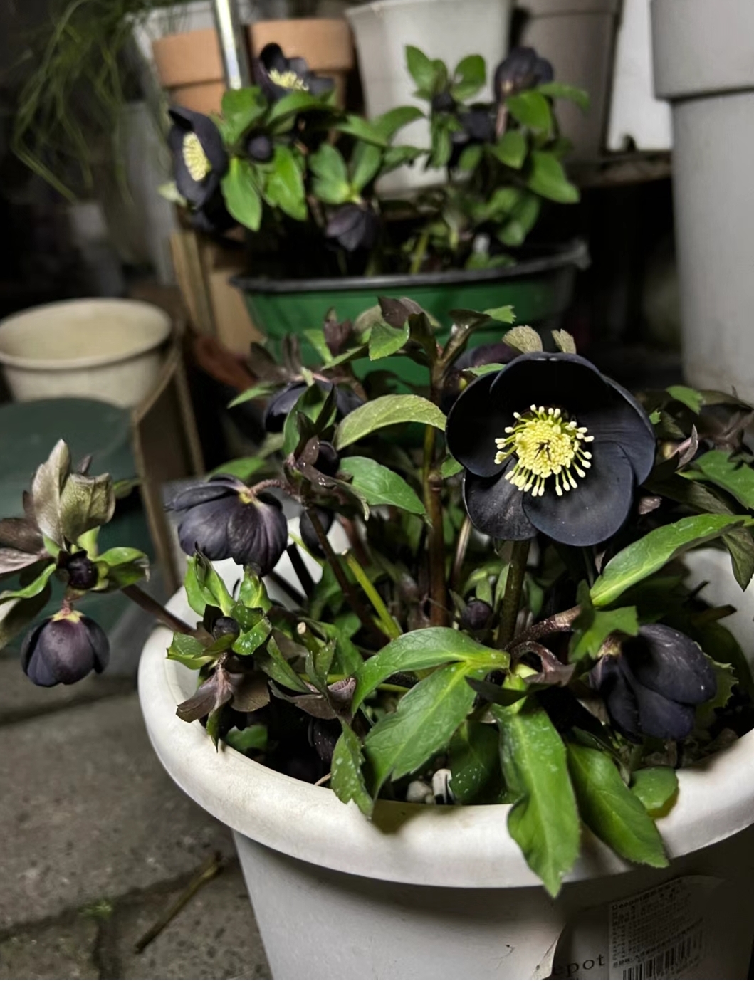 Christmas Rose-Black Hellebore