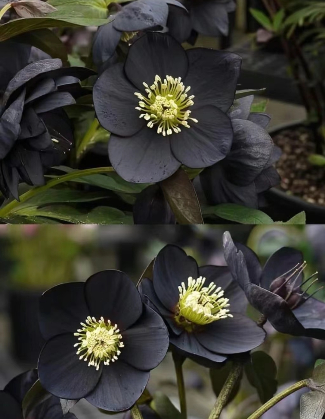 Christmas Rose-Black Hellebore