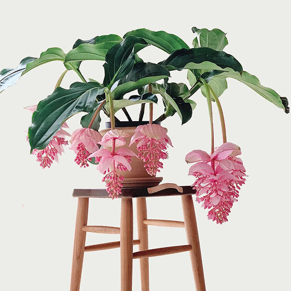 🌺Medinilla Magnifica Flower Seeds