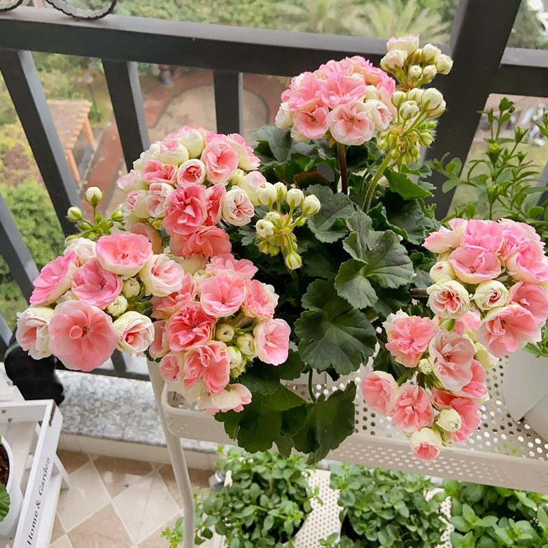 Apple Blossom Geranium Seeds