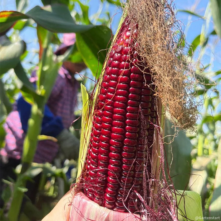 Gem Corn Seeds for Home Vegetable Gardens