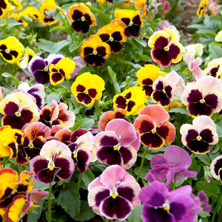 100Pcs Pansy Giant Fancy Mix Seeds