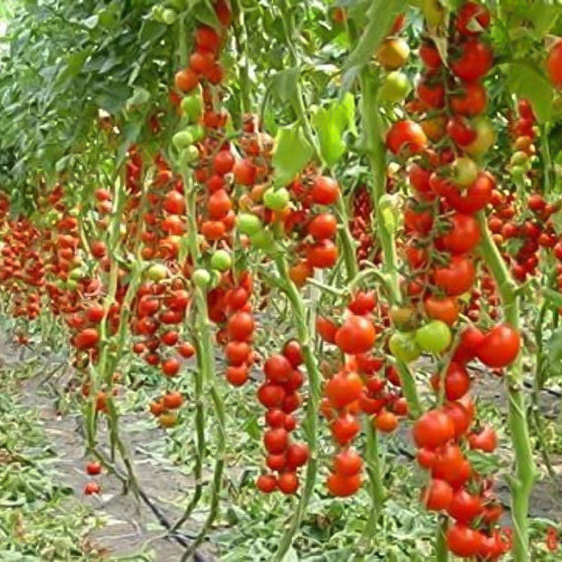 Rare Organic Sweet Million Tomato Tree Seeds