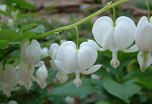 Lamprocapnos Spectabilis Flower Seeds