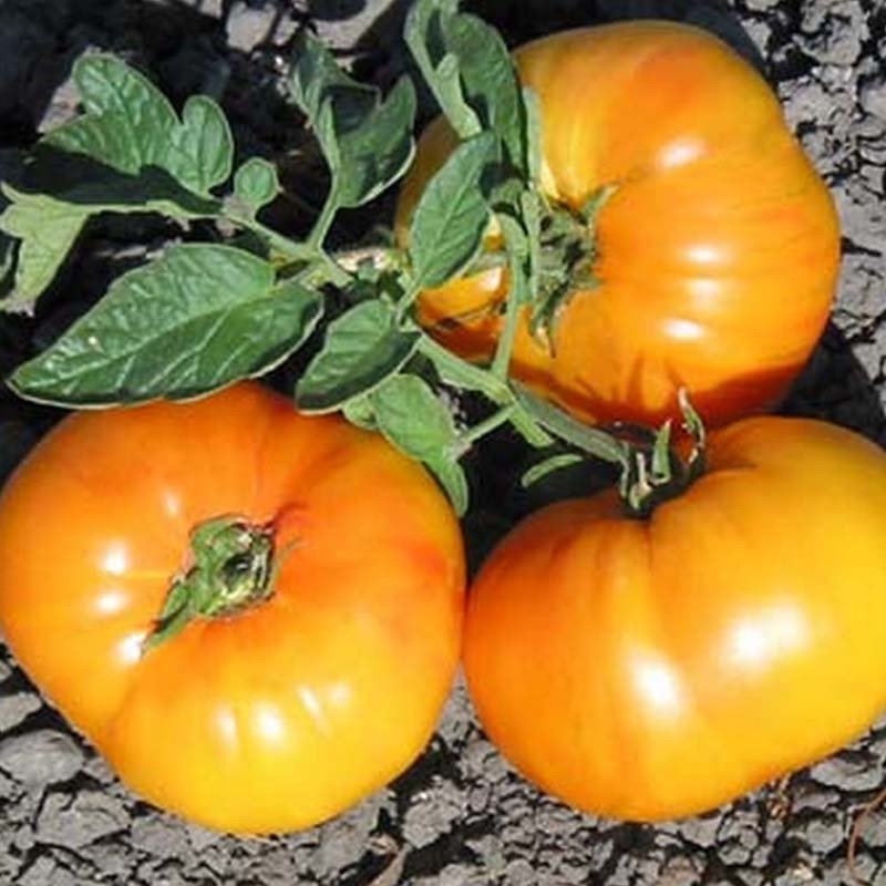 Old German Tomato Heirloom Seeds - B225