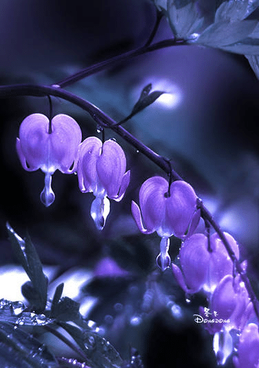 Lamprocapnos Spectabilis Flower Seeds