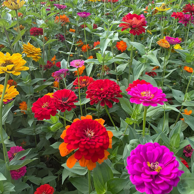 Mixed Double Zinnia Flowers Seeds