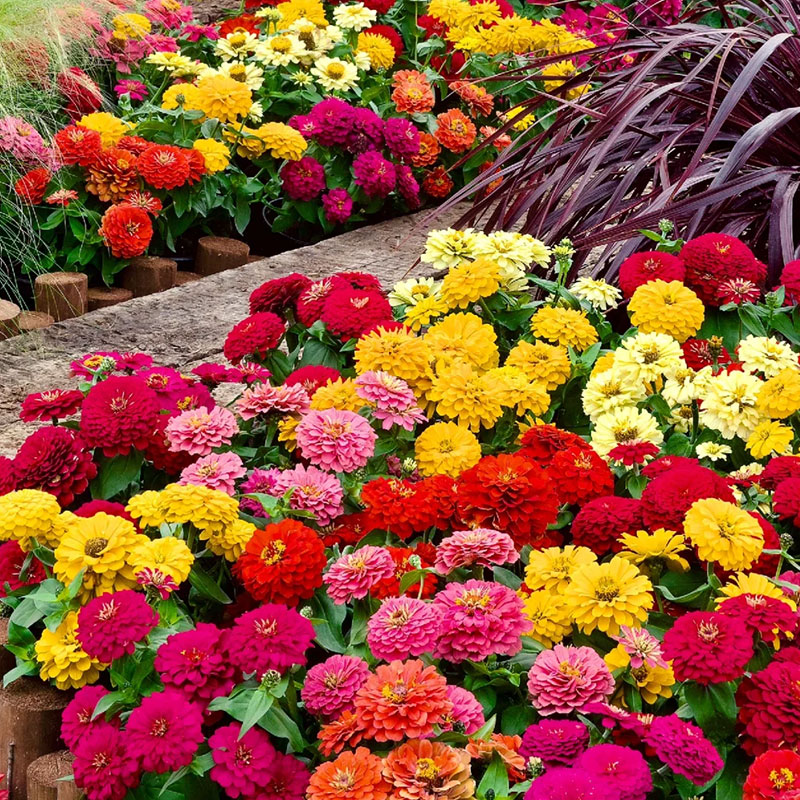 💐Mixed Double Zinnia Flowers Seeds